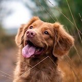 Picture of happy dog