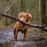 And..yeah, yet another picture of happy dog